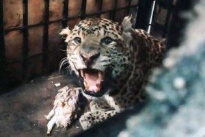 Penampakan Macan tutul yang ditangkap warga Ciamis. 